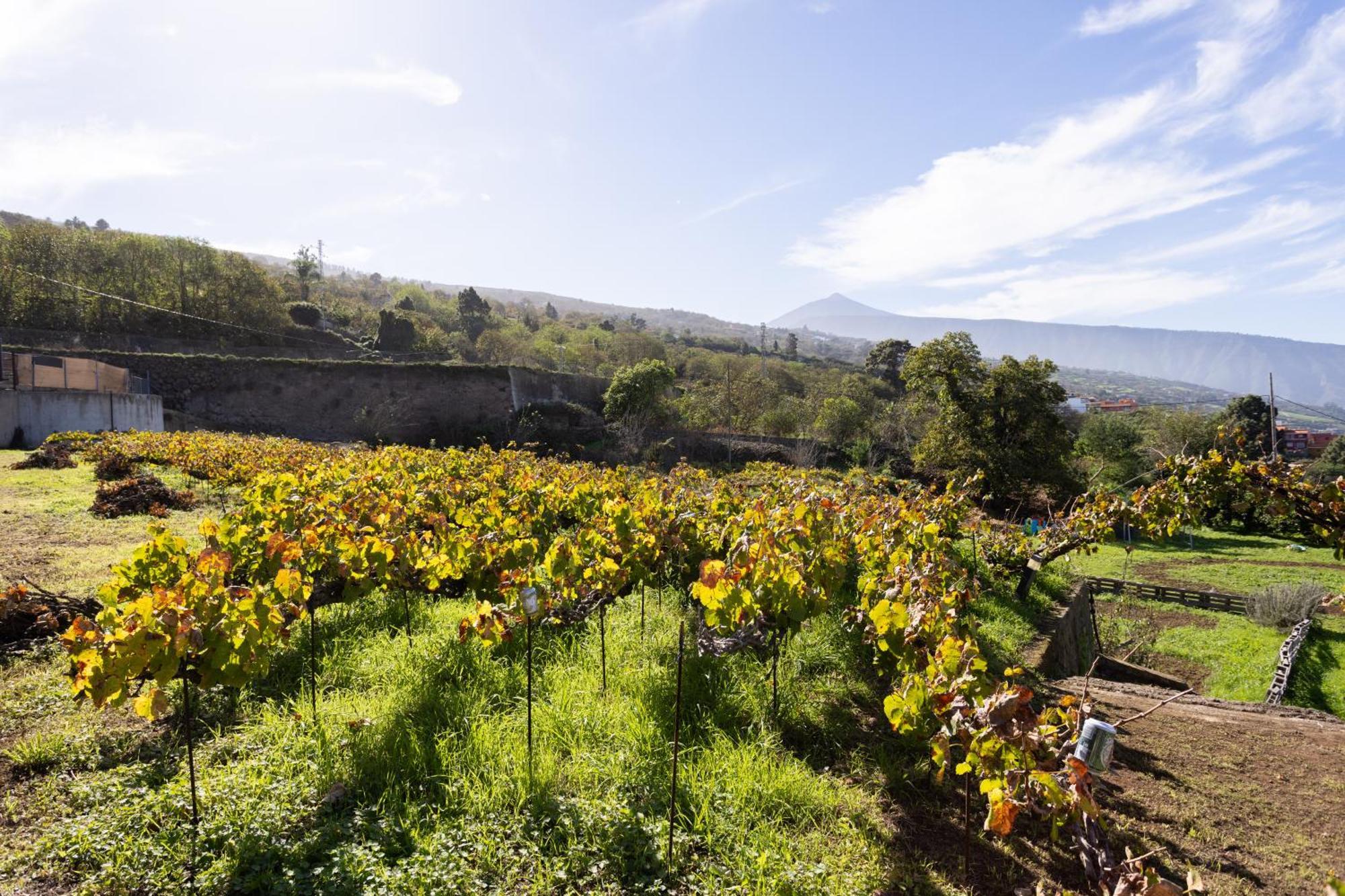 Ek Drago Finca El Milagro ラ・オロタバ エクステリア 写真