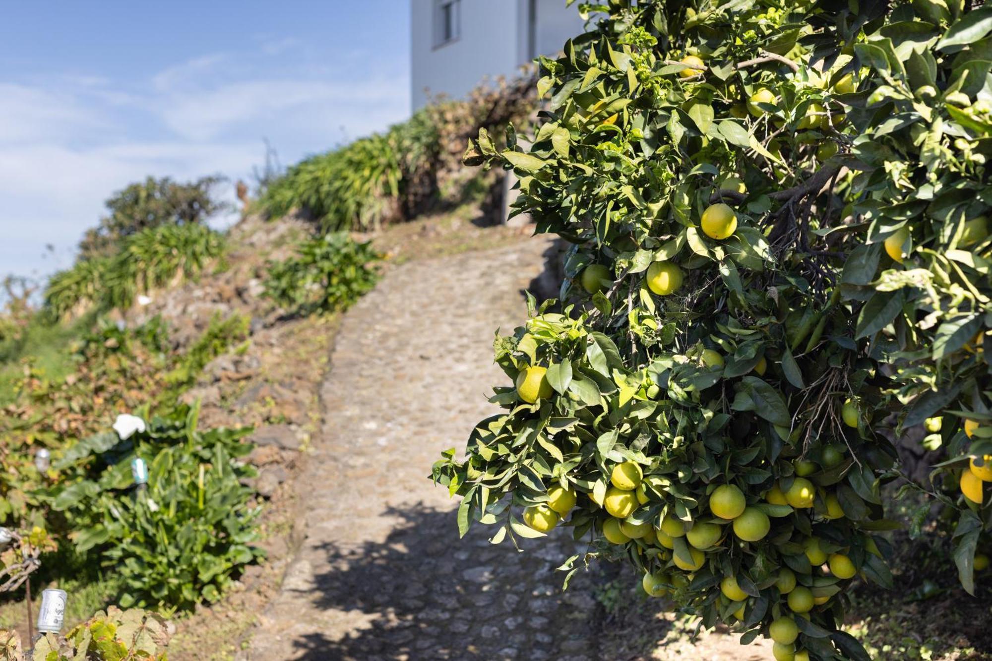Ek Drago Finca El Milagro ラ・オロタバ エクステリア 写真